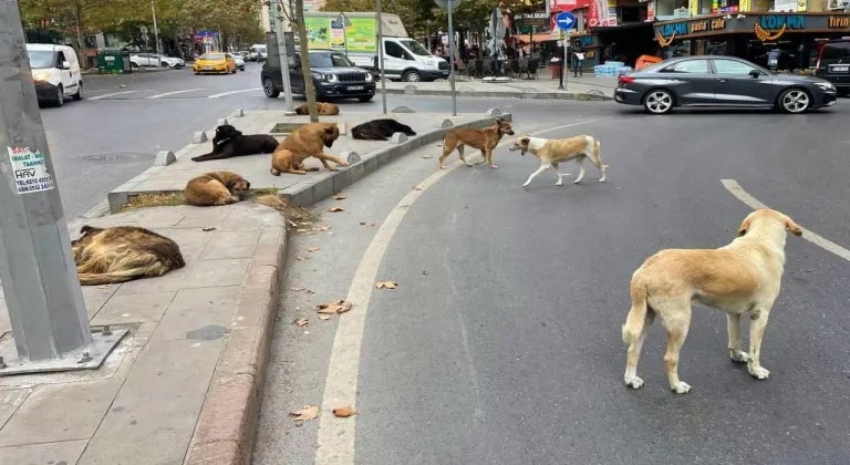 ISPARTA'DA SOKAK KÖPEKLERİ TEHLİKE SAÇIYOR.
