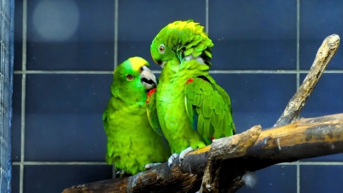 Bu papağanlar aralarında insan gibi konuşuyor..!