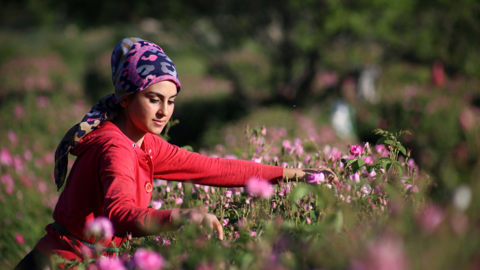 Isparta'nın gül yağı altınla yarışıyor..!