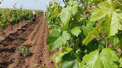 Yeşil altın gelir kapısı. Erken kazanç sağlıyor..!